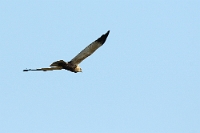 2139 Circus aeruginosus (Falco di palude)
